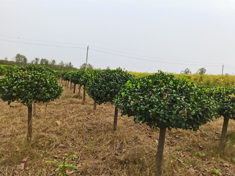 河南高杆卫矛球最大批发零售基地