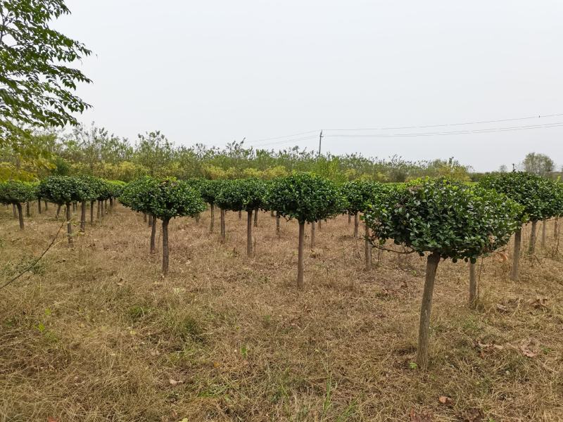 河南高杆卫矛球最大批发零售基地