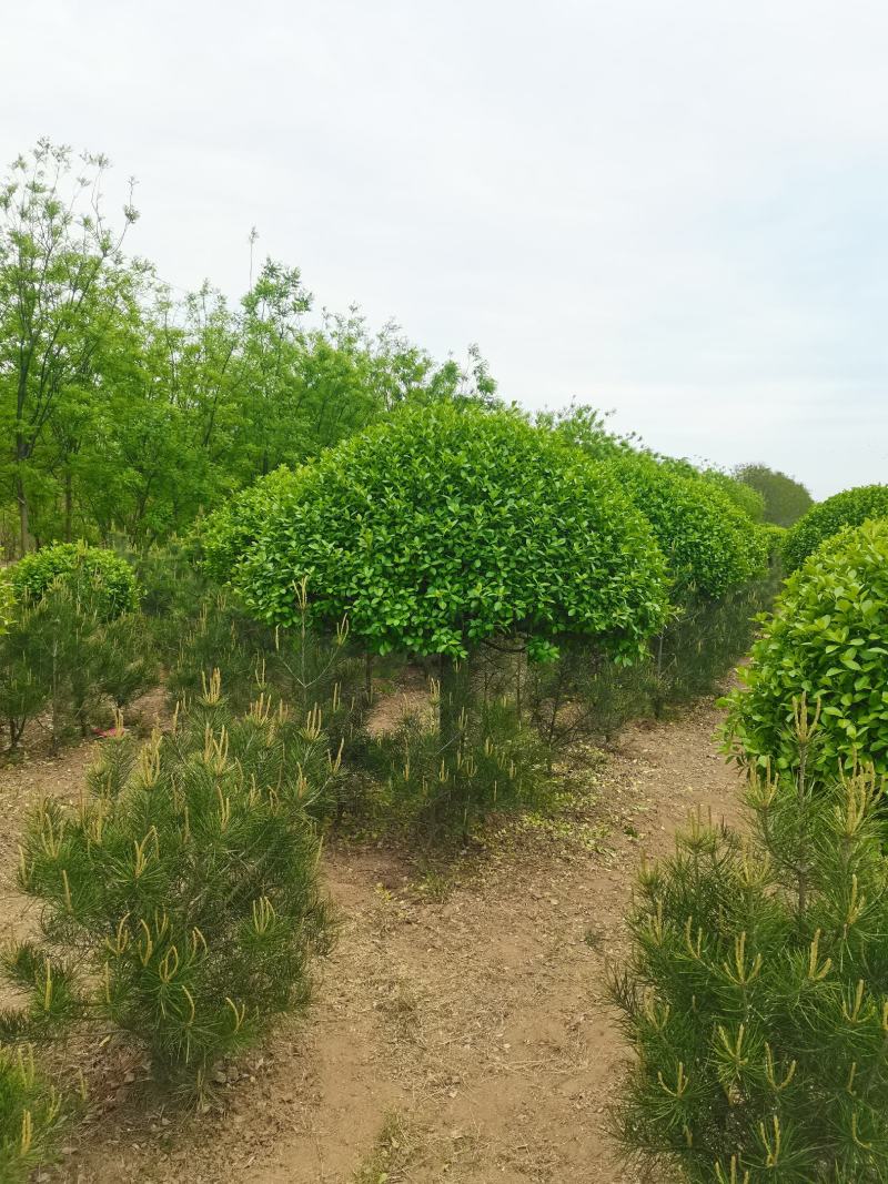 河南高杆卫矛球最大批发零售基地