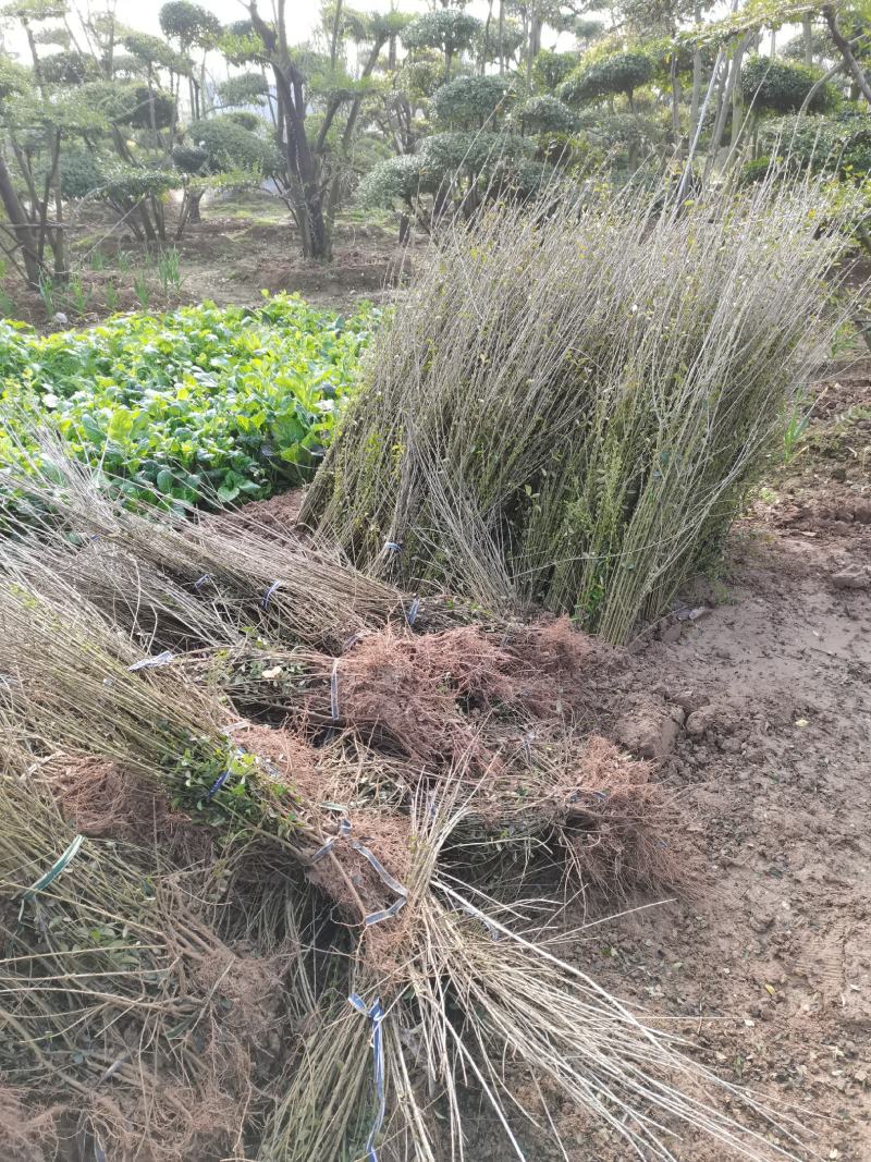 3分枝水蜡批发零售基地