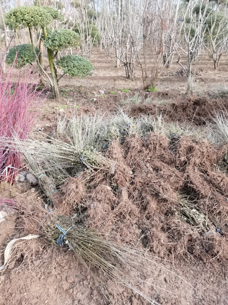3分枝水蜡批发零售基地