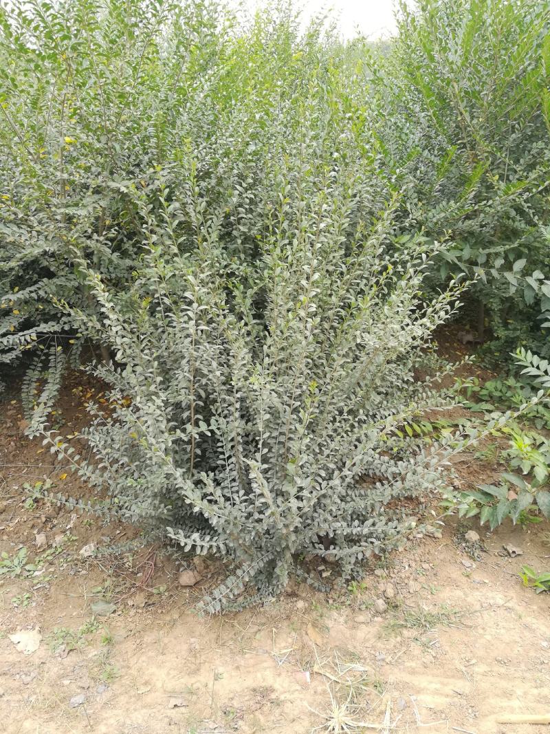3分枝水蜡批发零售基地