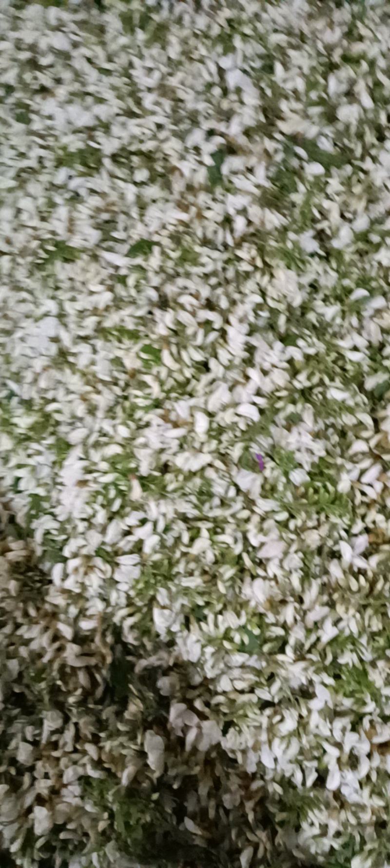 槐花