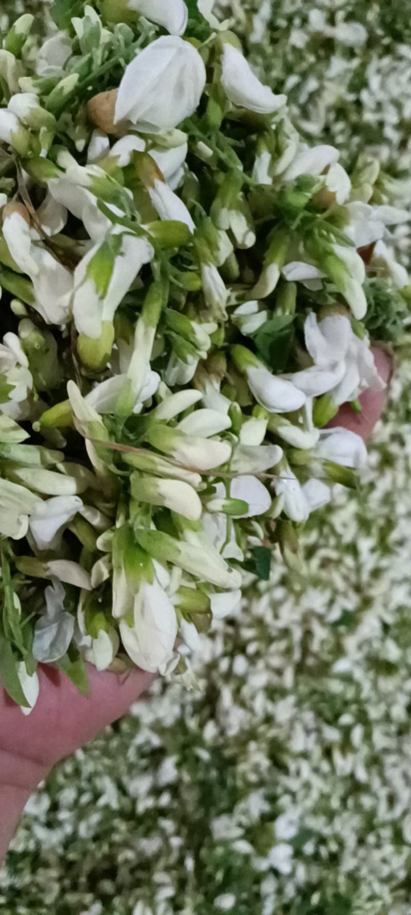 槐花