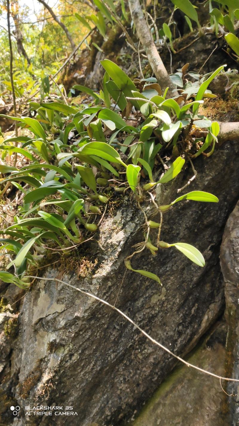 云南深山石橄榄中果，春天然野生