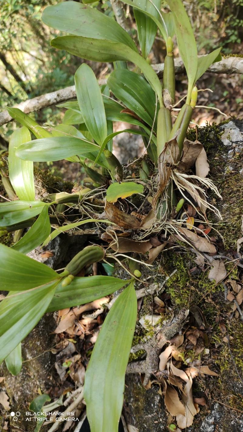 云南深山石橄榄中果，春天然野生