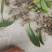 云南深山石橄榄中果，春天然野生