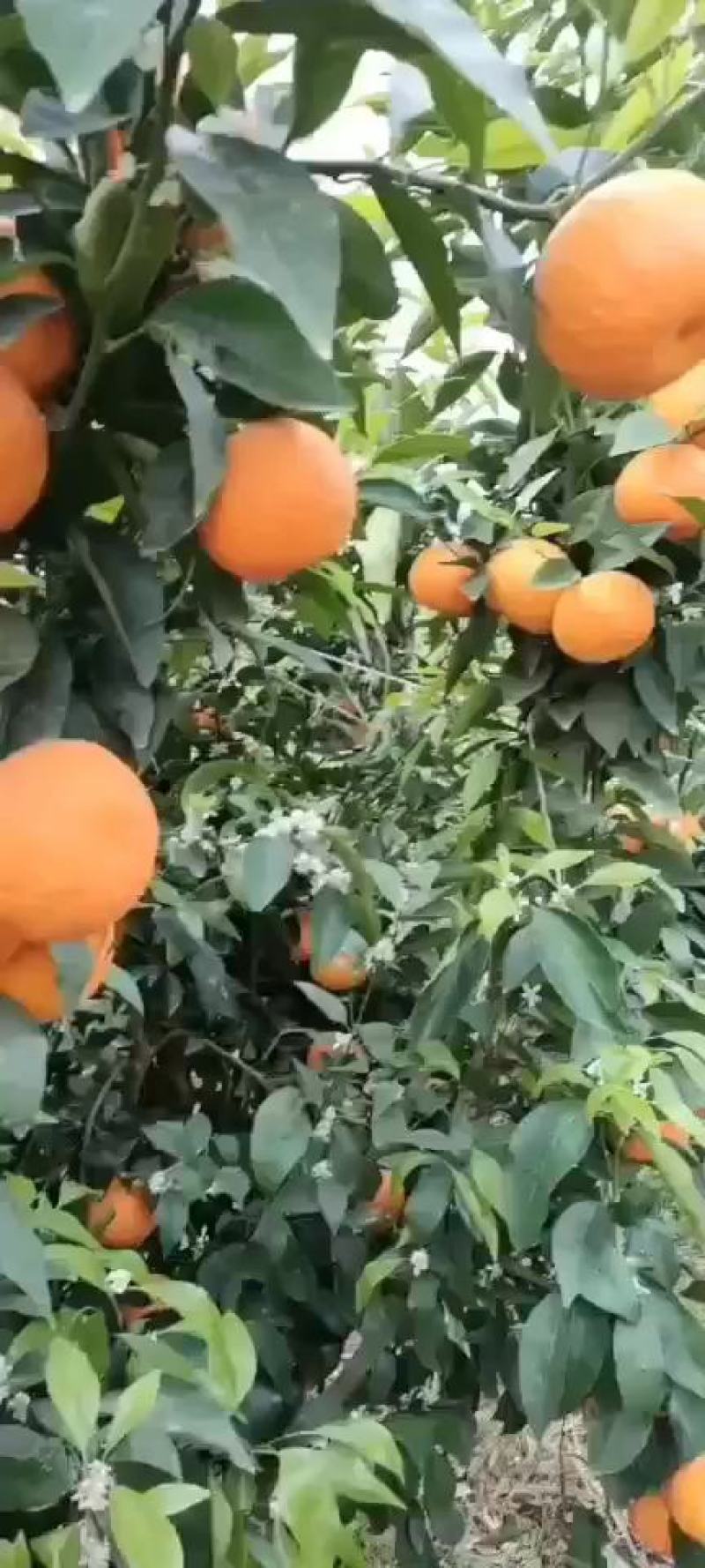 云南大理宾川高原纯甜沃柑基地直发新鲜直采大量出货
