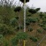 冬青造型树、冬青女贞造型树基地