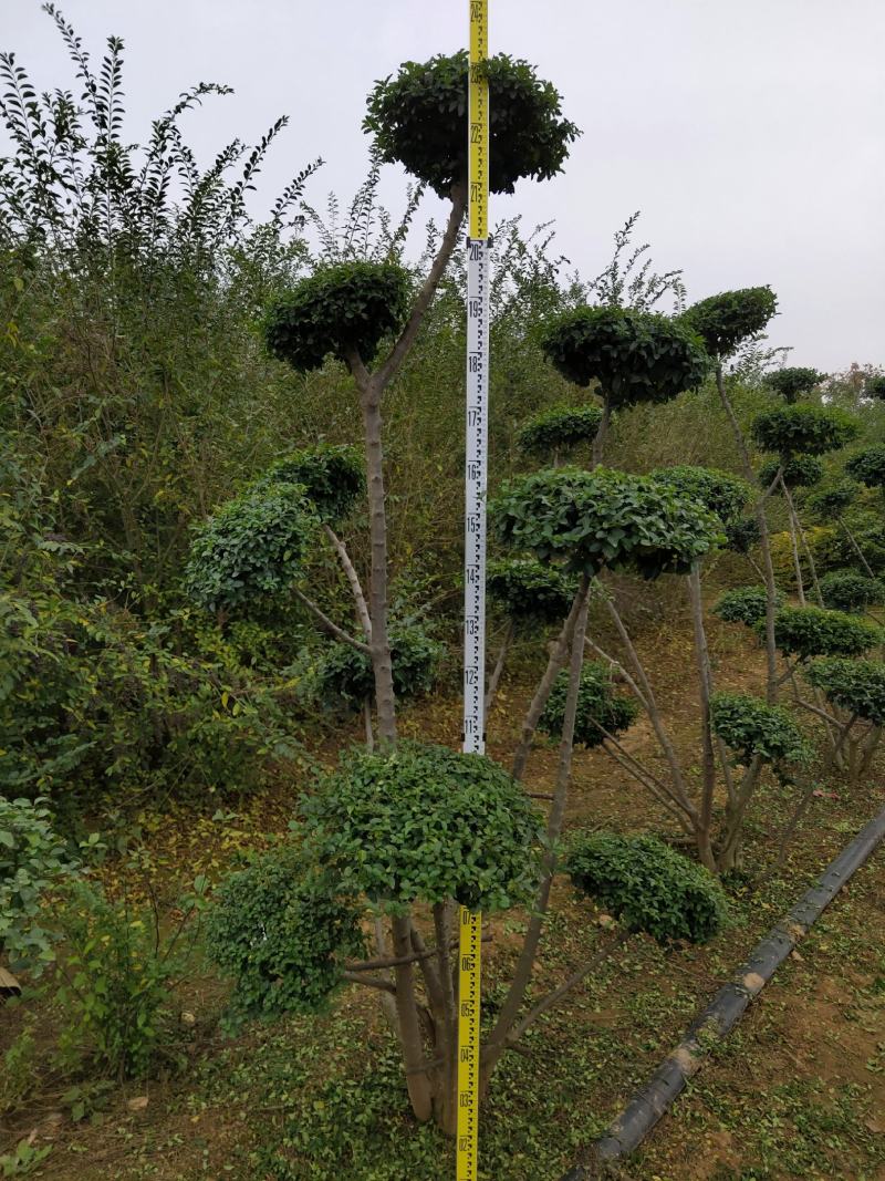 冬青造型树、冬青女贞造型树基地