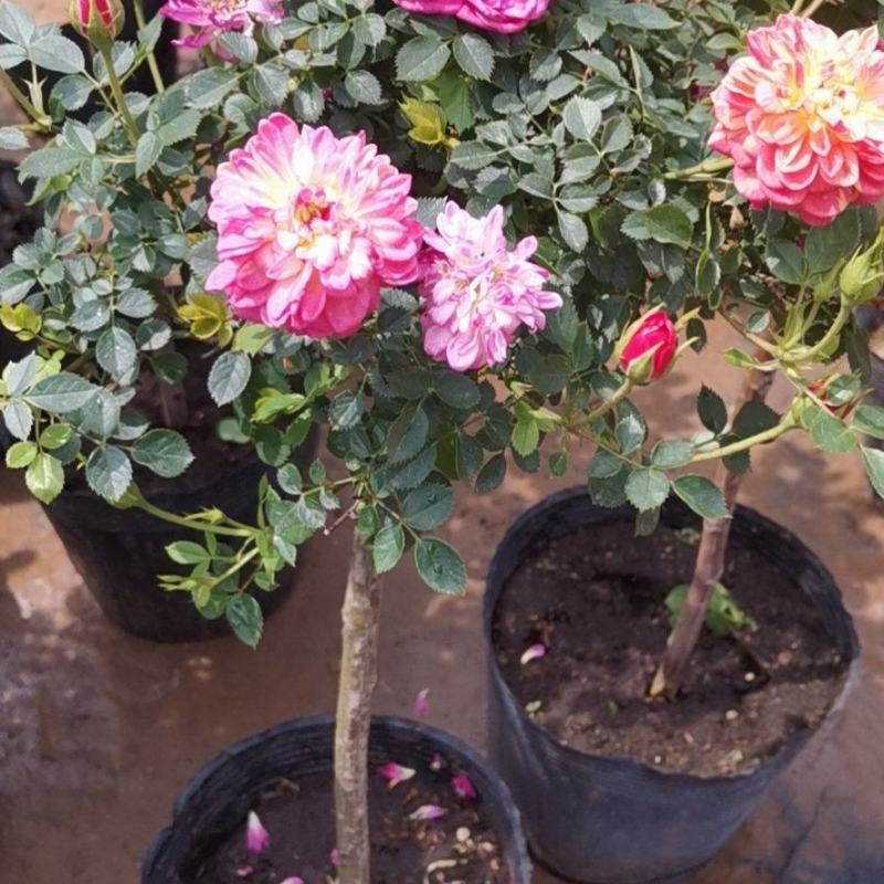 金丝雀果汁阳台躲躲藏藏月季花嫁接棒棒糖月季