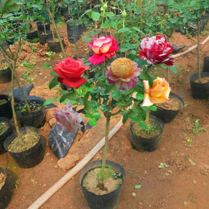 金丝雀果汁阳台躲躲藏藏月季花嫁接棒棒糖月季