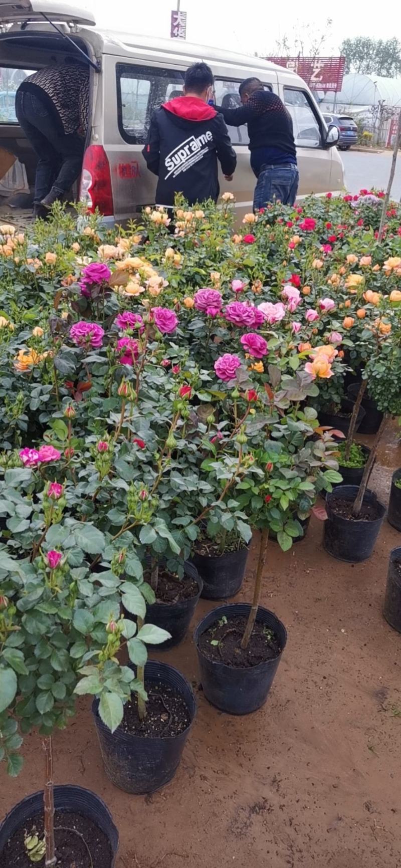 金丝雀果汁阳台躲躲藏藏月季花嫁接棒棒糖月季