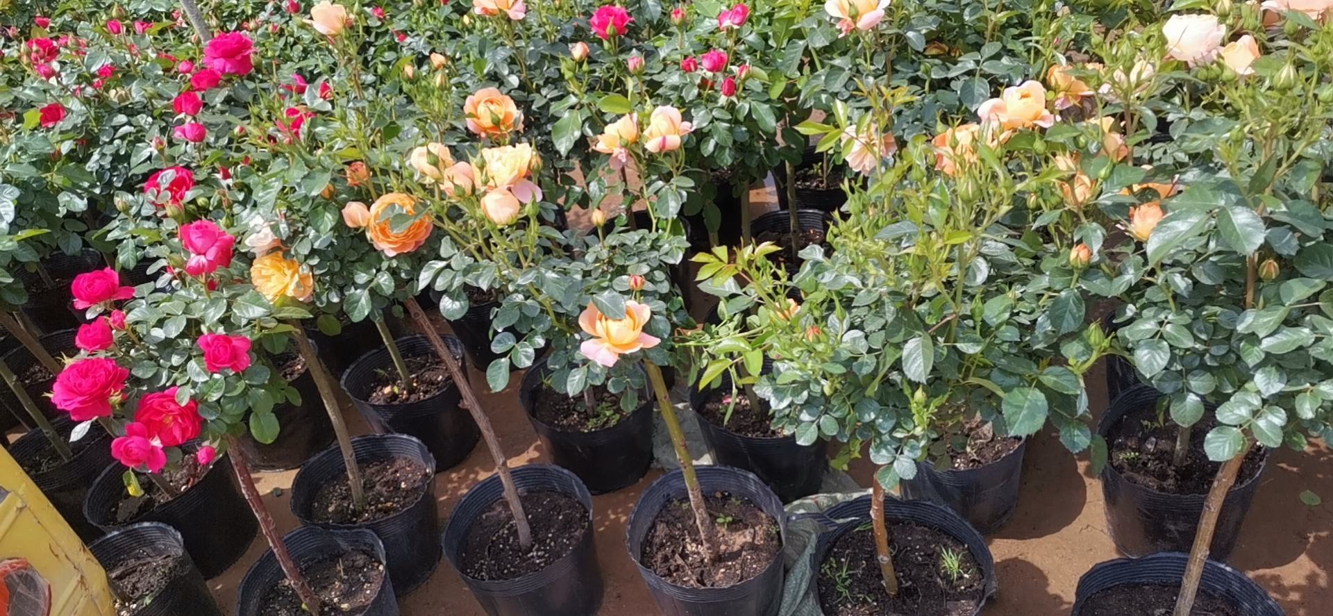 甜梦月季植株展示,株型紧凑,花色粉红,枝条柔韧 甜梦月季植株展示