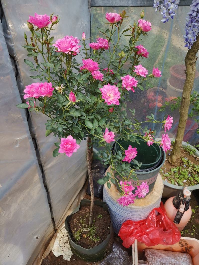 金丝雀果汁阳台躲躲藏藏月季花嫁接棒棒糖月季