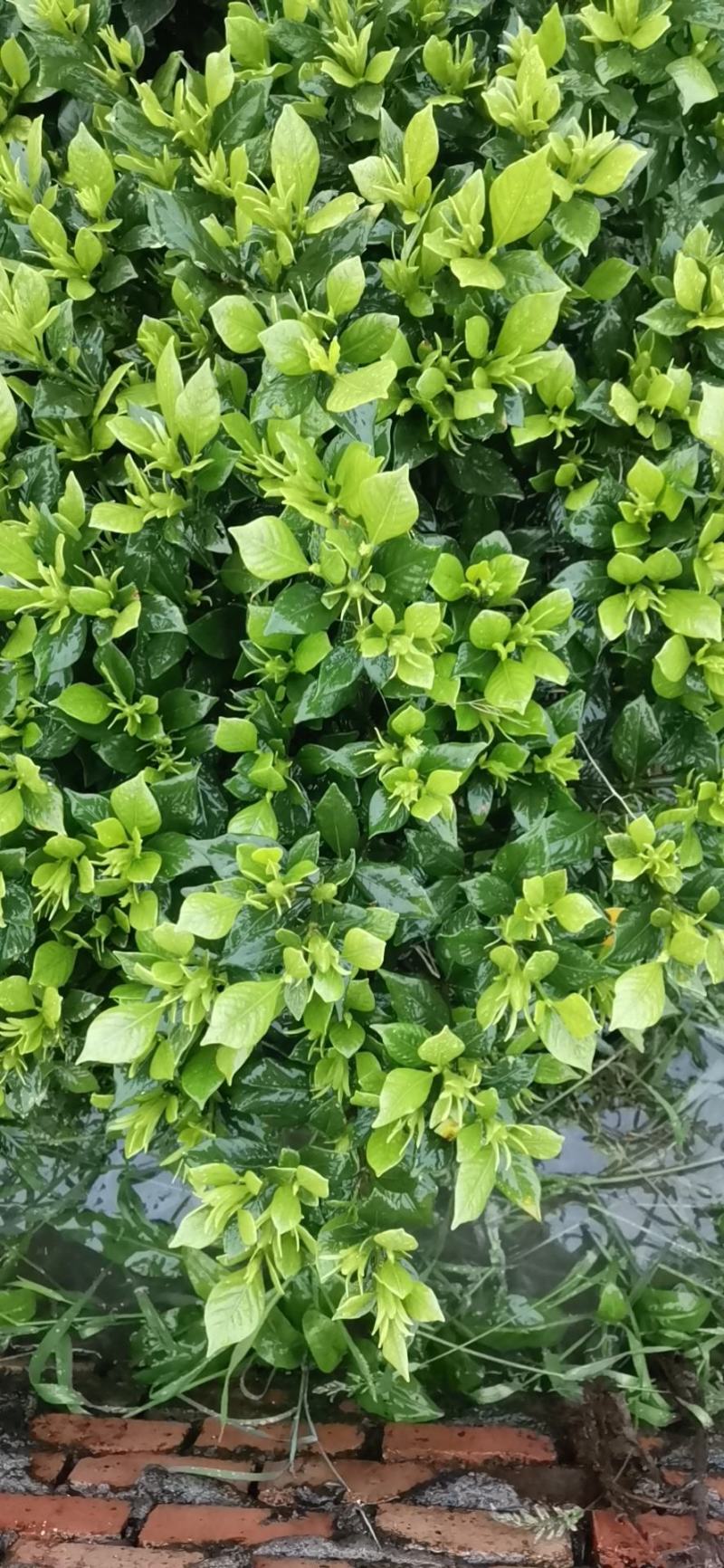 精品栀子花栀子花苗质量好价格低视频看货诚信合作一手货源