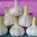 新鲜大蒜上市无农药
