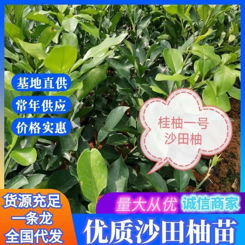 桂柚一号沙田柚，包正宗假一赔十（不用授粉提供免费种植技术
