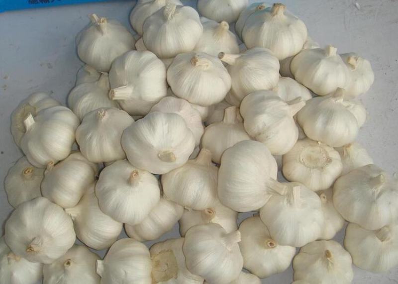 新鲜大蒜上市无农药