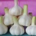 新鲜大蒜上市无农药