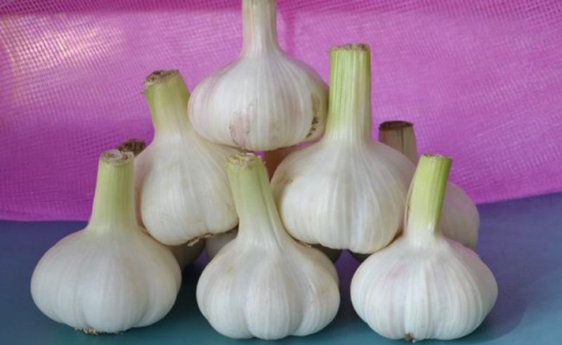 新鲜大蒜上市无农药