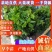 早李苗，早熟三华李，包正宗，假一赔十，提供免费种植技术