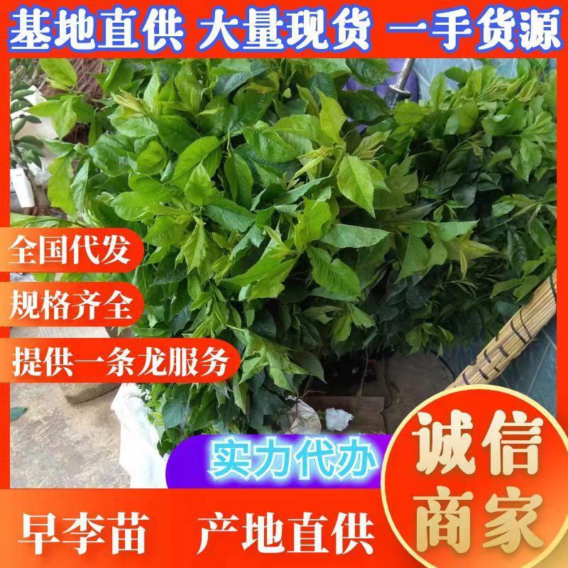 早李苗，早熟三华李，包正宗，假一赔十，提供免费种植技术