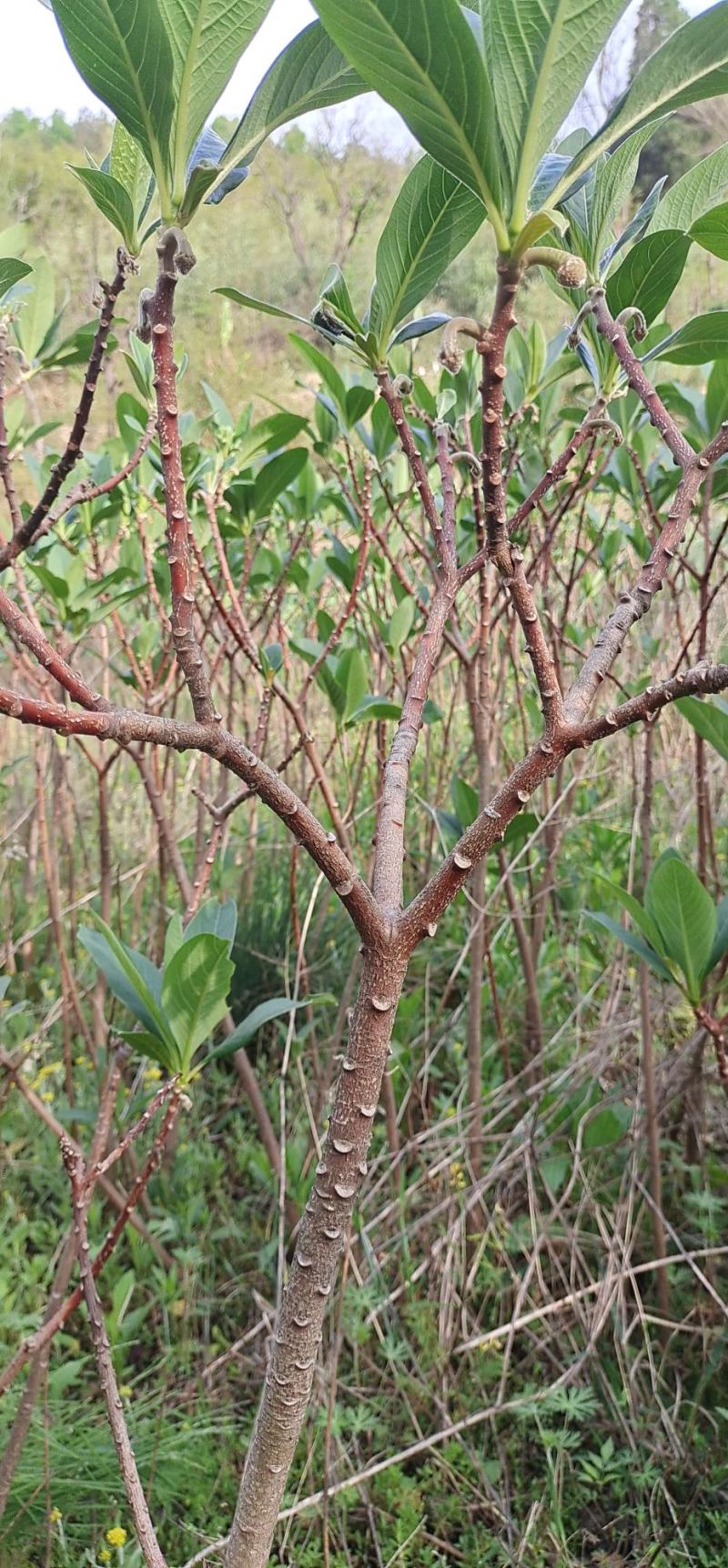 绿萝花种苗