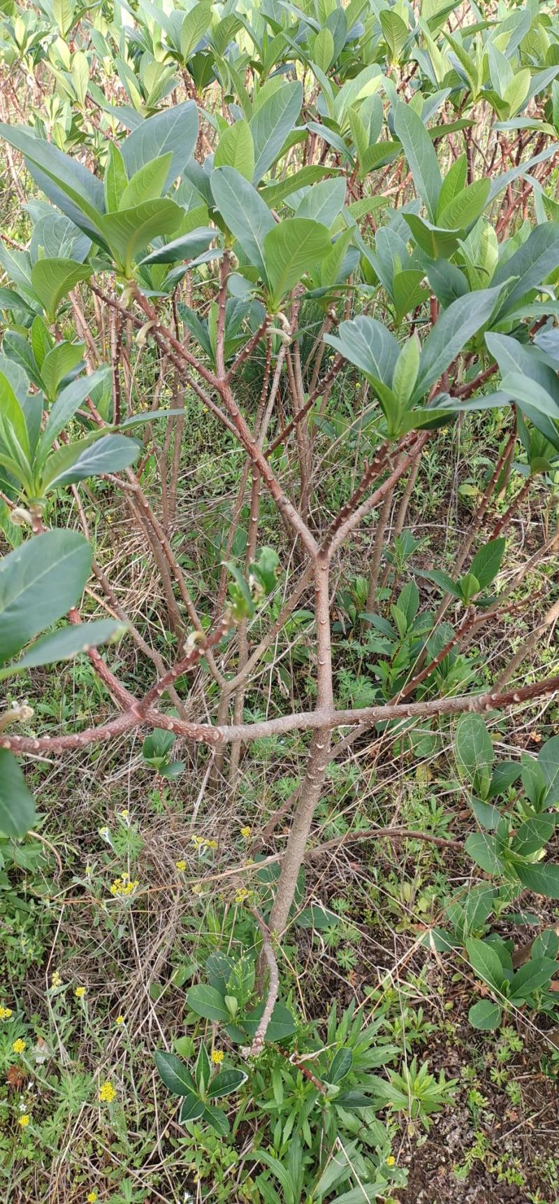 绿萝花种苗