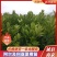 夏橙地苗，包正宗假一赔十，杯苗提供免费种植技术