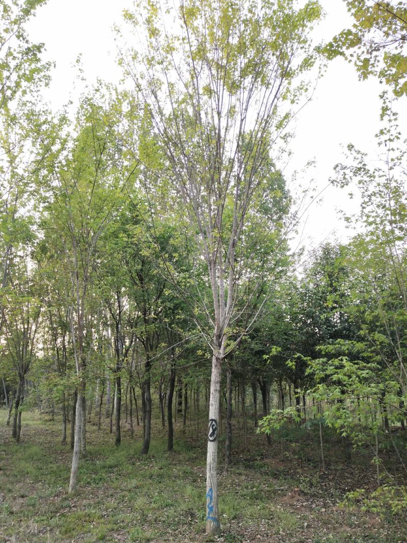 五角枫，截杆发冒，元宝枫。自家苗圃大量供应