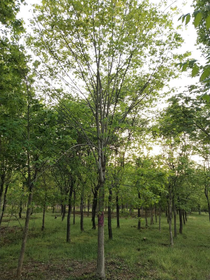 五角枫，截杆发冒，元宝枫。自家苗圃大量供应