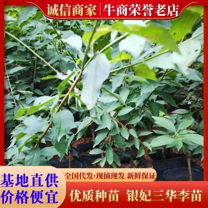 三华李树苗包正宗假一赔十，提供免费种植技术