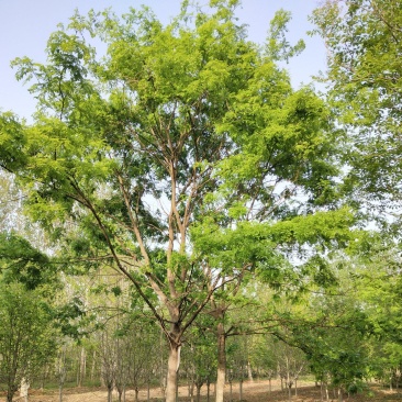 南阳南召原生冠皂荚树，15到20公分，自家苗圃库存41棵