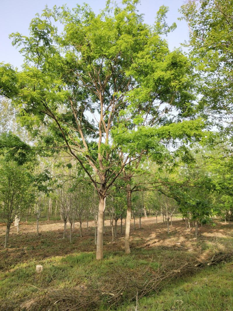 南阳南召原生冠皂荚树，15到20公分，自家苗圃库存41棵