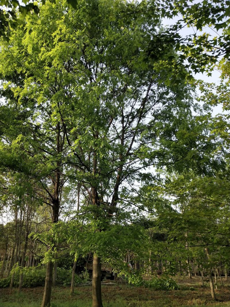 南阳南召原生冠皂荚树，15到20公分，自家苗圃库存41棵