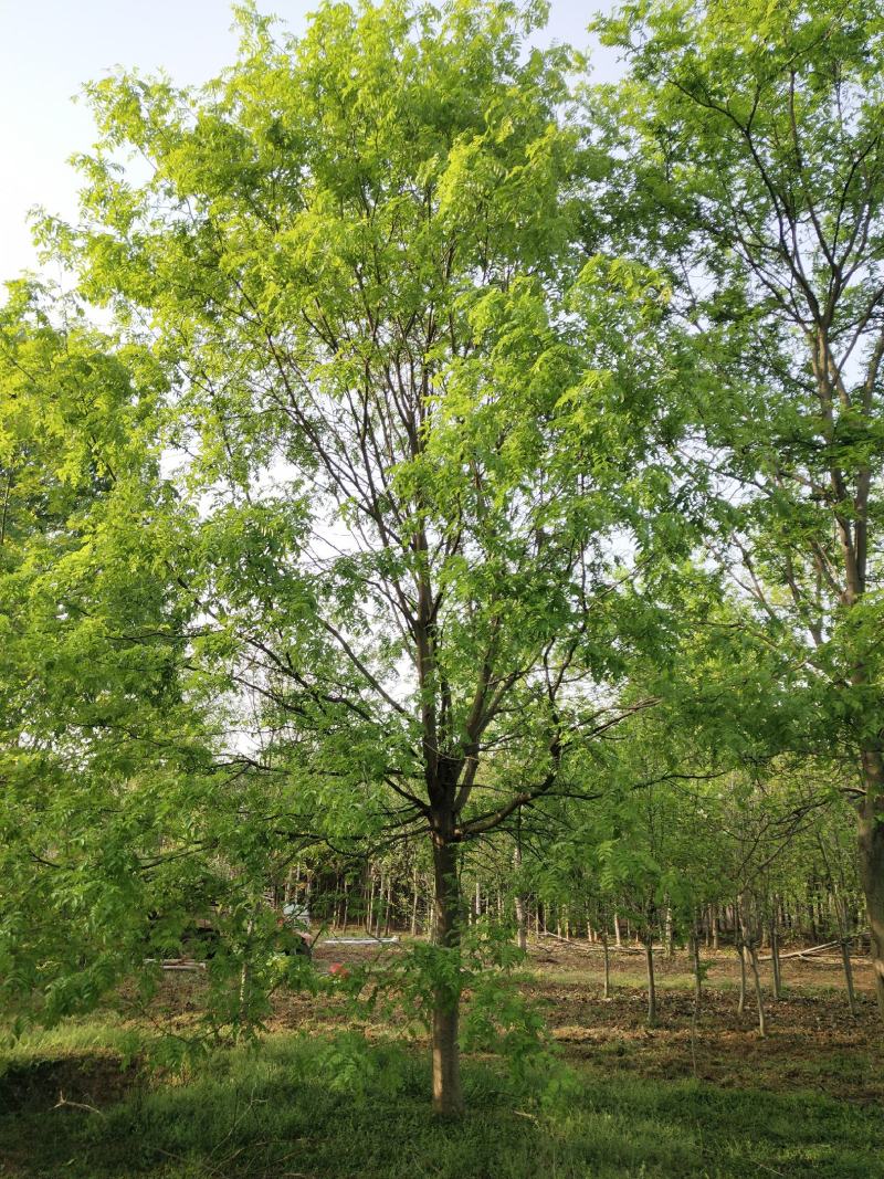 南阳南召原生冠皂荚树，15到20公分，自家苗圃库存41棵