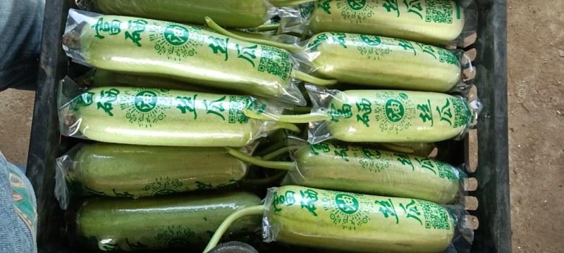 水瓜，蔬菜批发