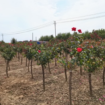 河南鄢陵高杆月季基地直供