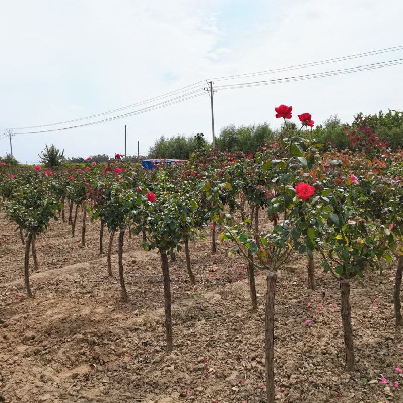 河南鄢陵高杆月季基地直供