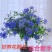 蓝雪花棒棒糖，白雪花，红雪花盆栽阳台都可以的