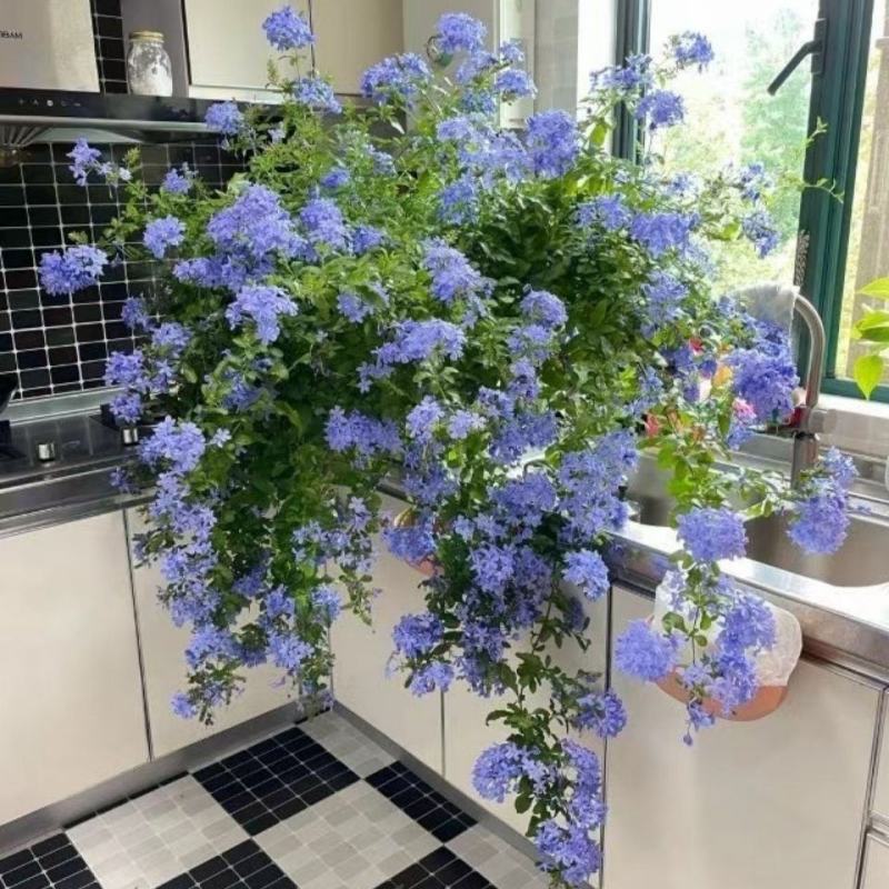 蓝雪花棒棒糖，白雪花，红雪花盆栽阳台都可以的