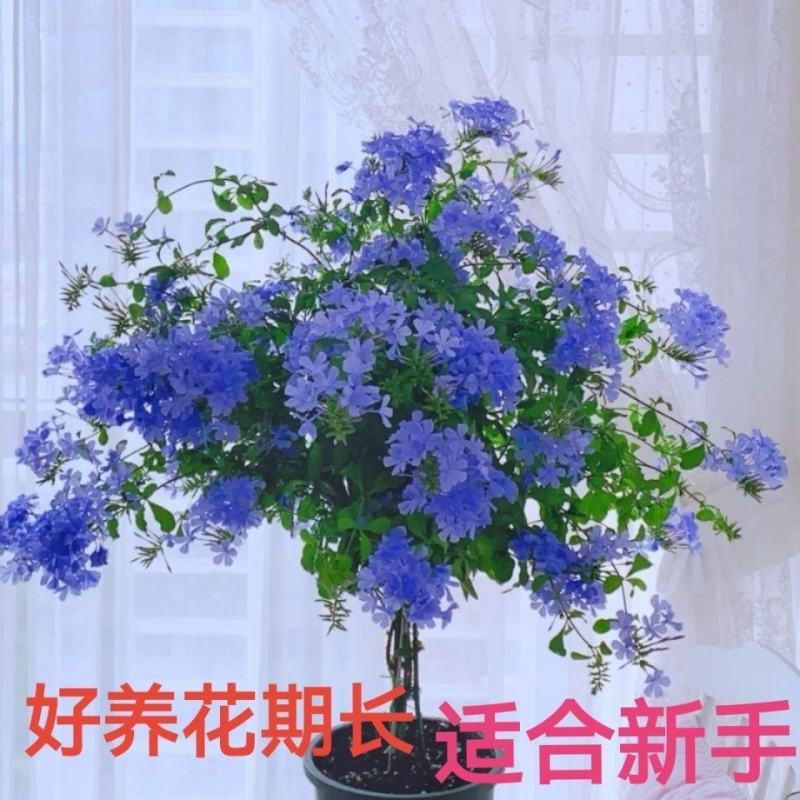 蓝雪花棒棒糖，白雪花，红雪花盆栽阳台都可以的