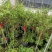 蓝雪花棒棒糖，白雪花，红雪花盆栽阳台都可以的