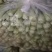 [优质]上海青翠绿鲜嫩货源充足一手货源，基地直发
