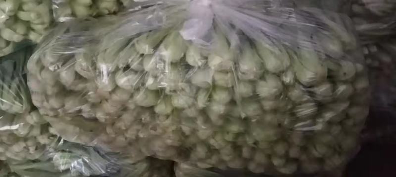 [优质]上海青翠绿鲜嫩货源充足一手货源，基地直发