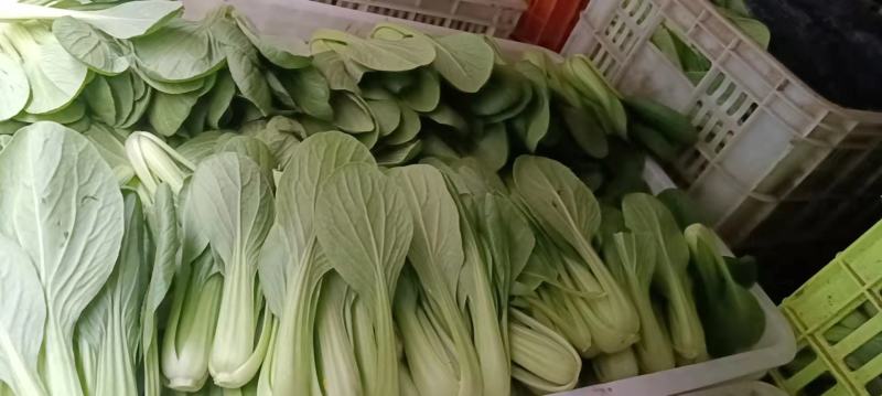 [优质]上海青翠绿鲜嫩货源充足一手货源，基地直发