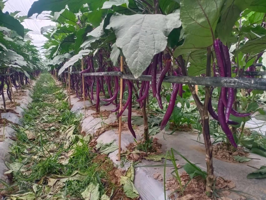 一张高清对比图展示四种不同线茄品种的果实形态:左侧为粤丰一号,果形修长笔直,表皮深紫泛光;中间偏左为杭茄28,果身稍短但色泽鲜亮;中间偏右为紫龙5号,粗细均匀,光泽强烈;右侧为新泰长茄,长度惊人,接近40厘米,果皮光滑细腻 线茄果实特写对比图