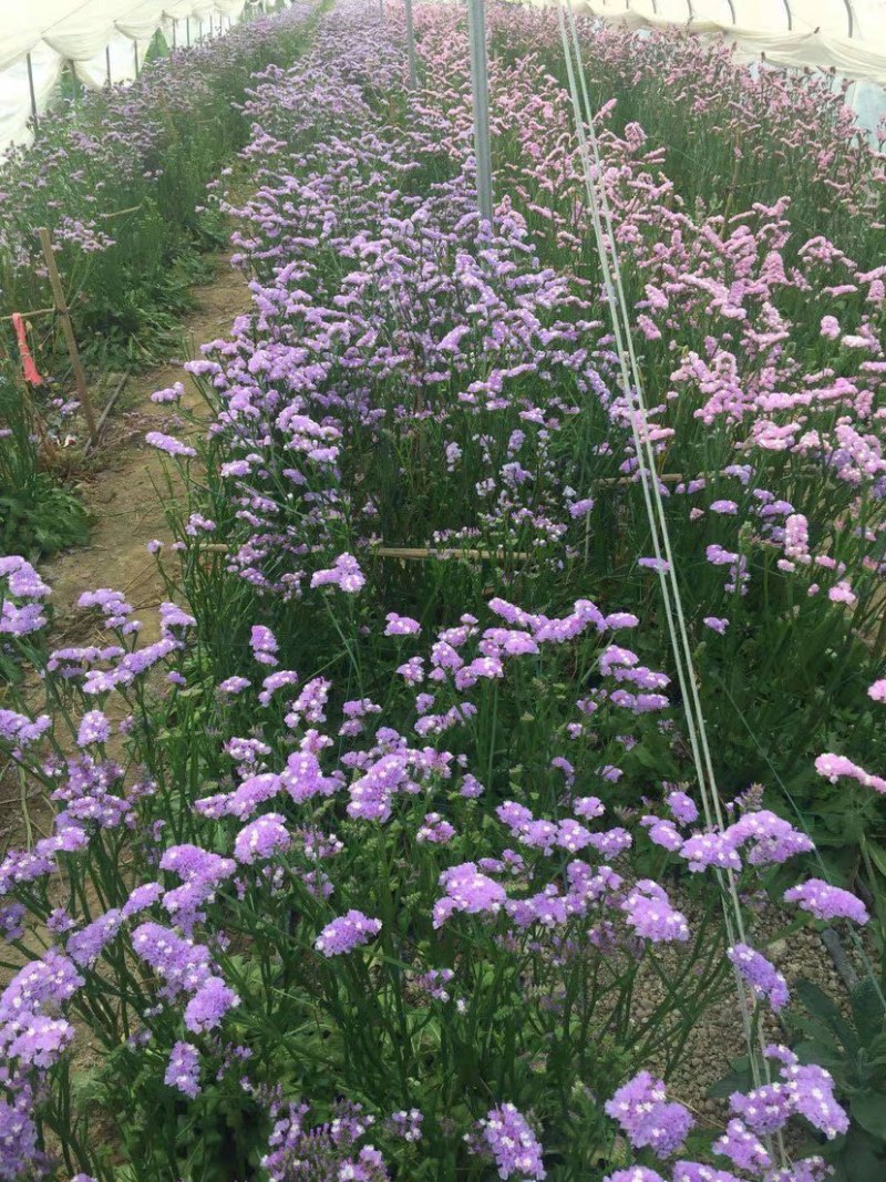 勿忘我，基地直销，地摊鲜花，保质保量，量大从优。