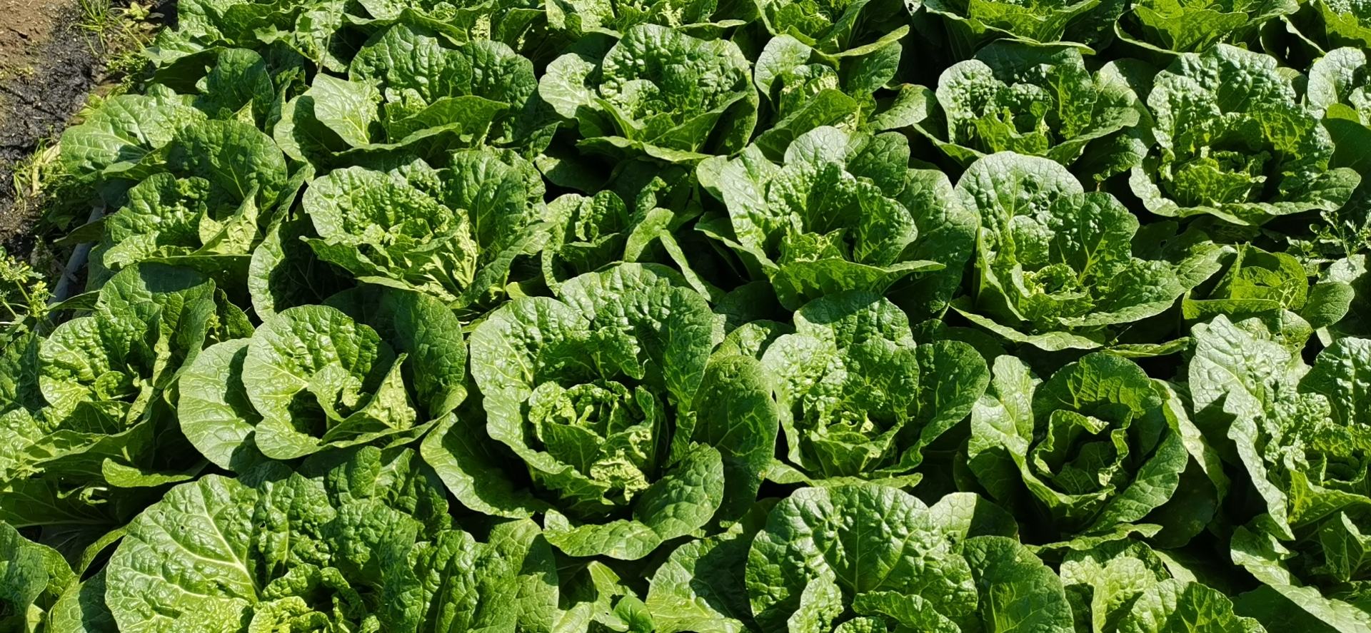 金品大娃娃菜品种展示